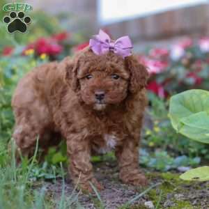 Sophie, Miniature Poodle Puppy